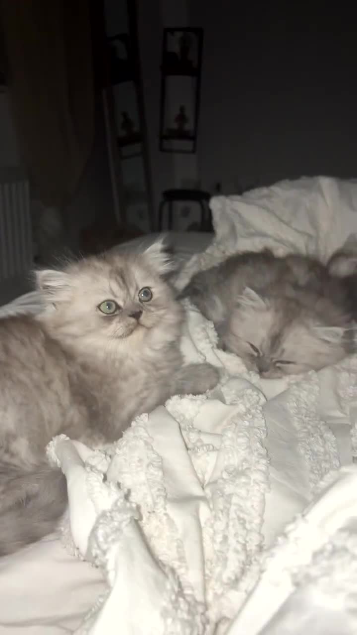 Persian cats for sale: Purrrfect Persians 😻😻😻 - Video 1
