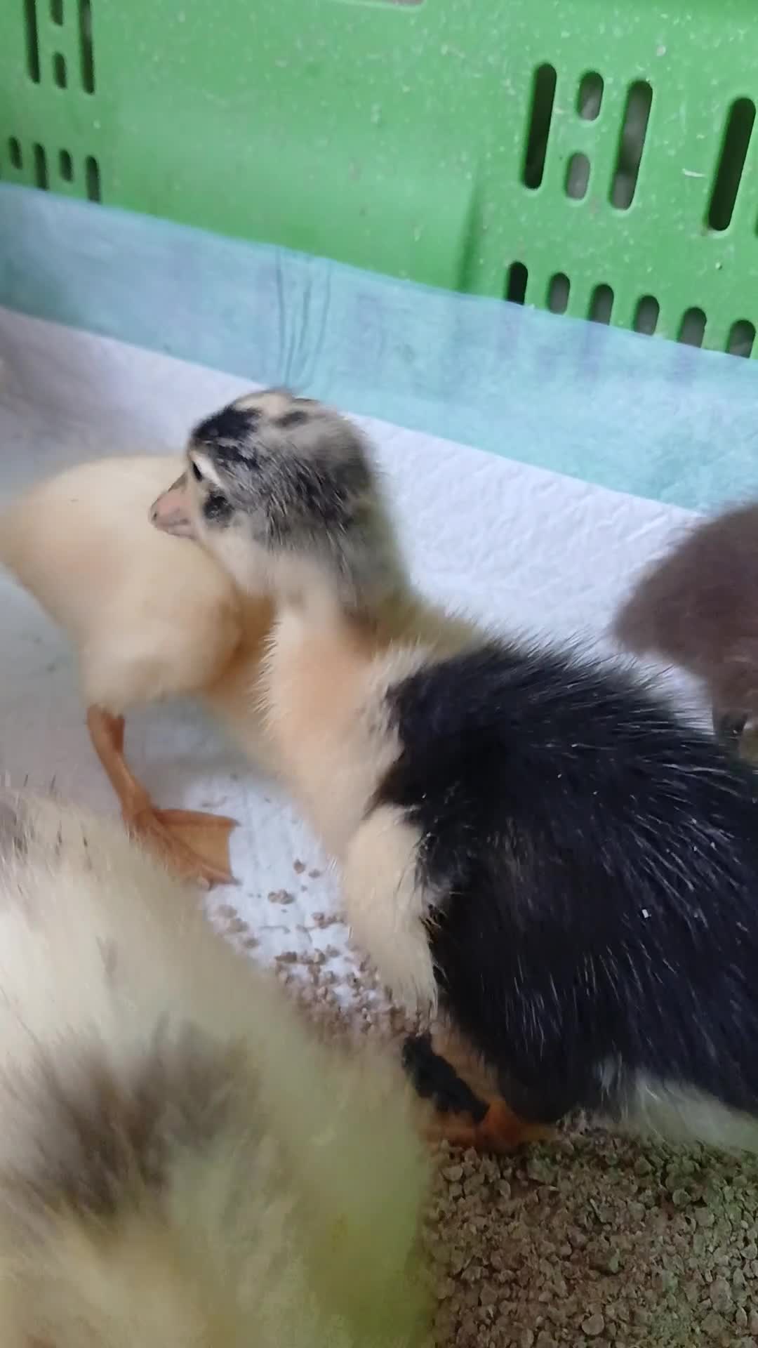 Mixed Breed birds for sale: Pure Indian runner ducklings 🐥  in Cirencester - Video 1