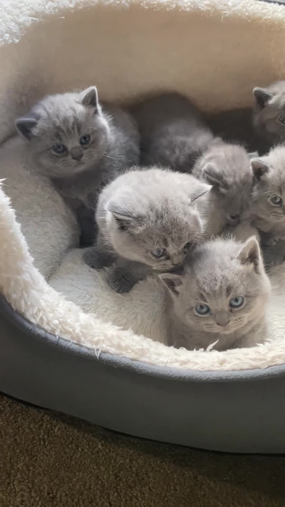 British Shorthair cats for sale: Stunning British Short Hair kitten GCCF/TICA - Video 1