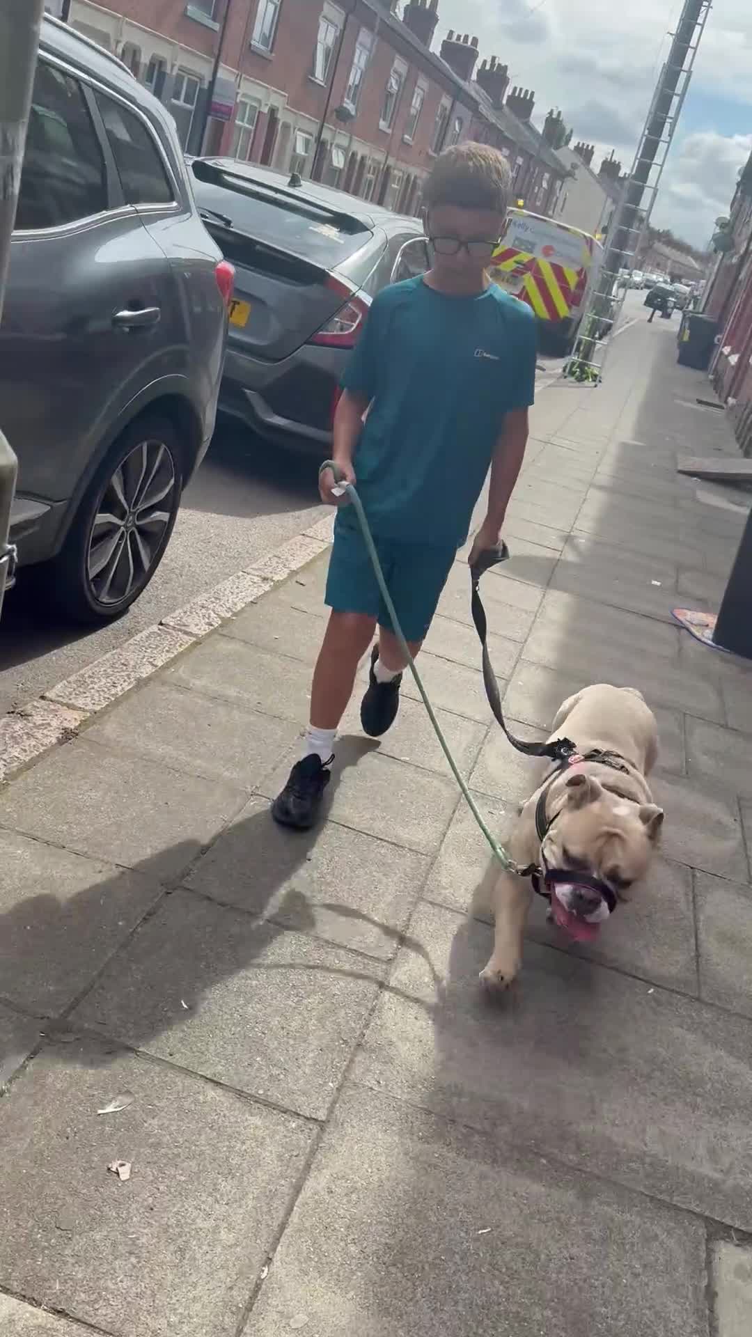 Olde English Bulldogge dogs for sale: Blue fawn olde English bulldog 1 year old KC reg - Video 2