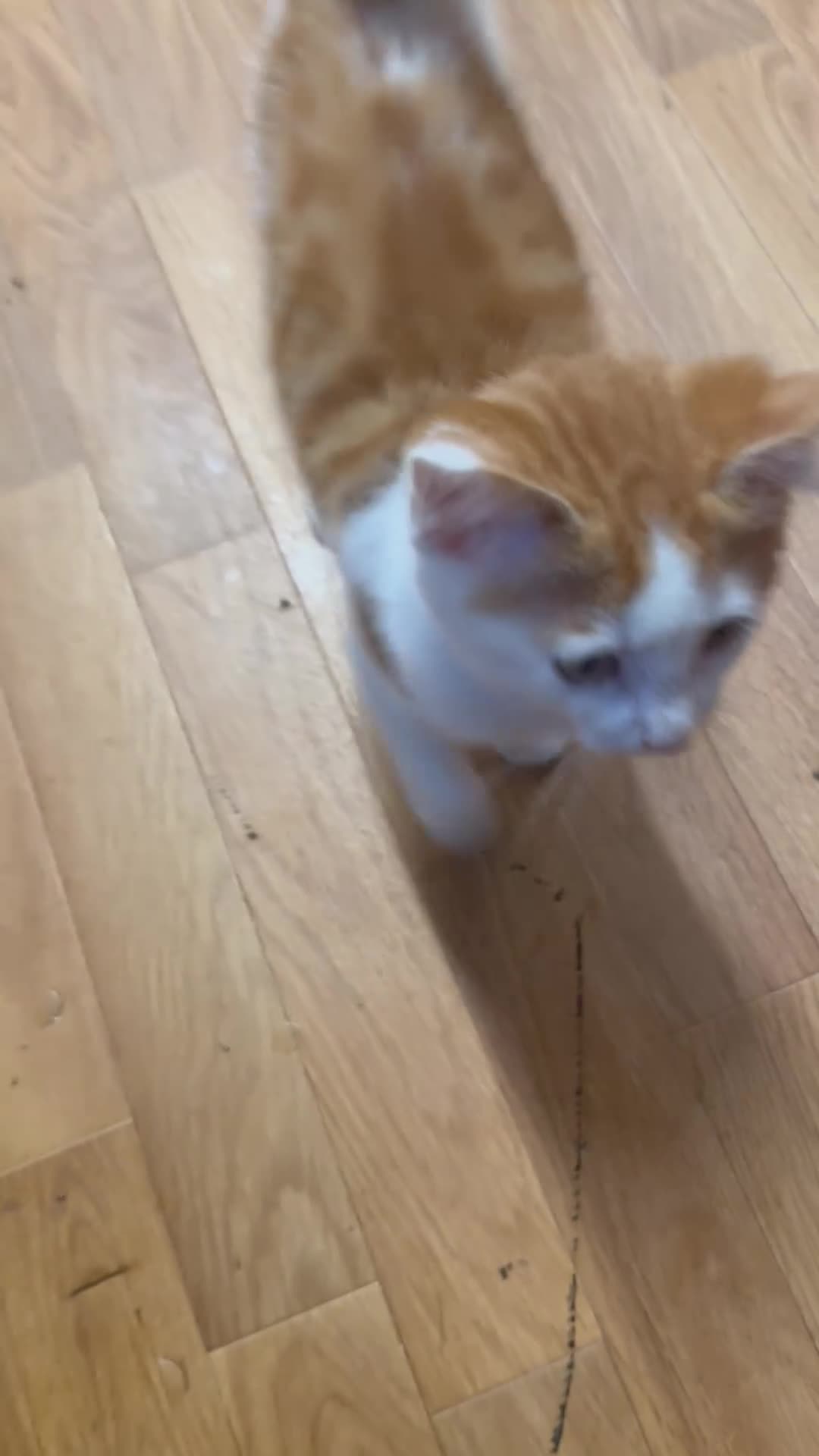 Asian cats for sale: Small cat - Video 1