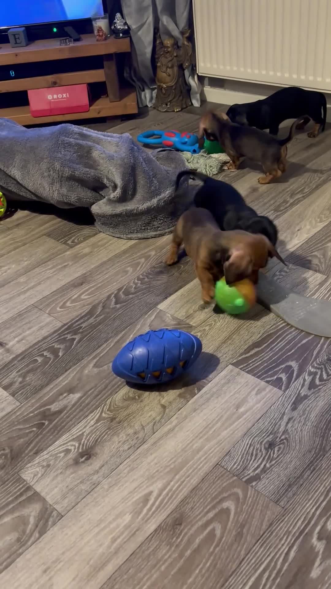 Miniature Dachshund dogs for sale: Mini smooth haired dachshund puppies - Video 1