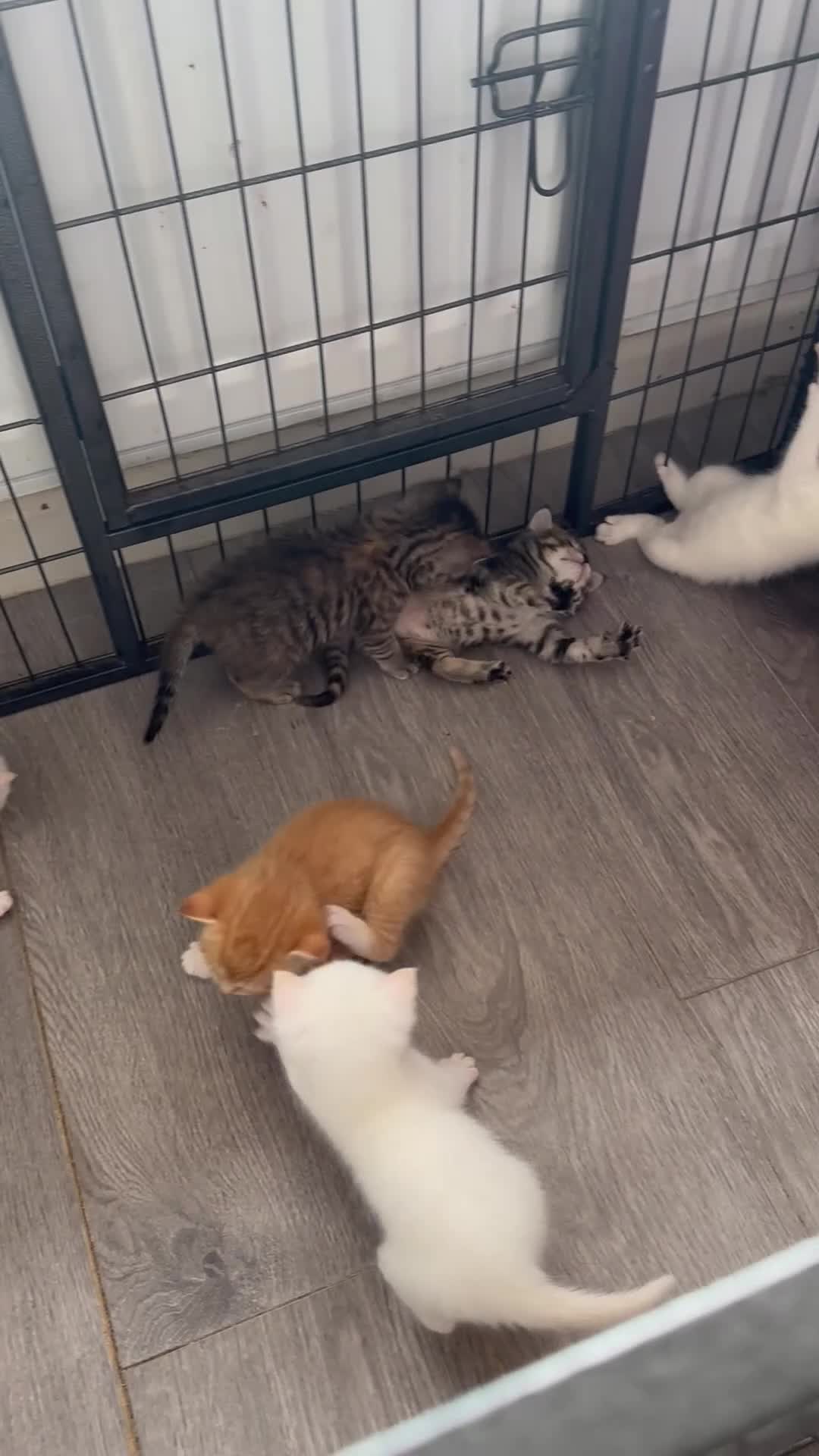 Mixed Breed cats for sale: Beautiful kittens looking for new homes in Basingstoke - Video 1