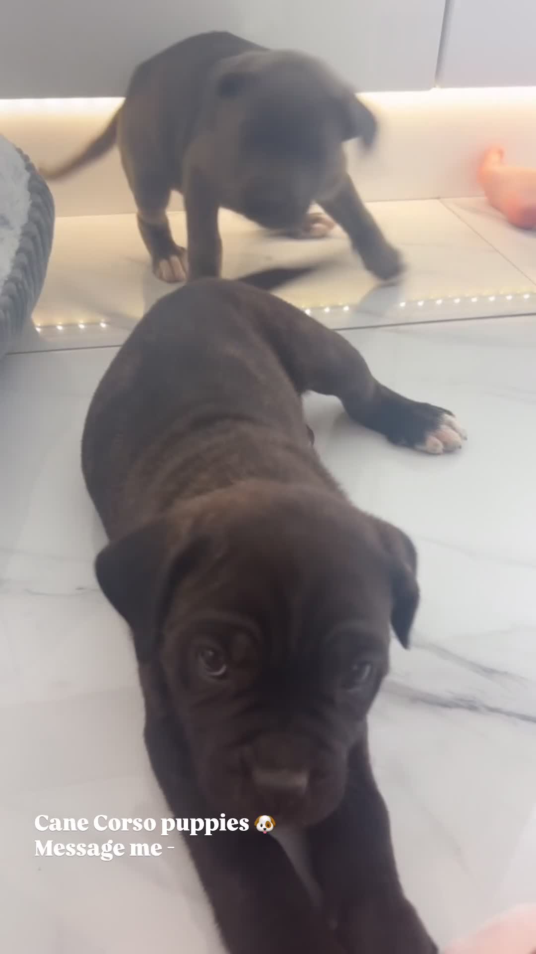 Cane Corso dogs for sale: Cane Corso Puppies 🐶  - Video 1