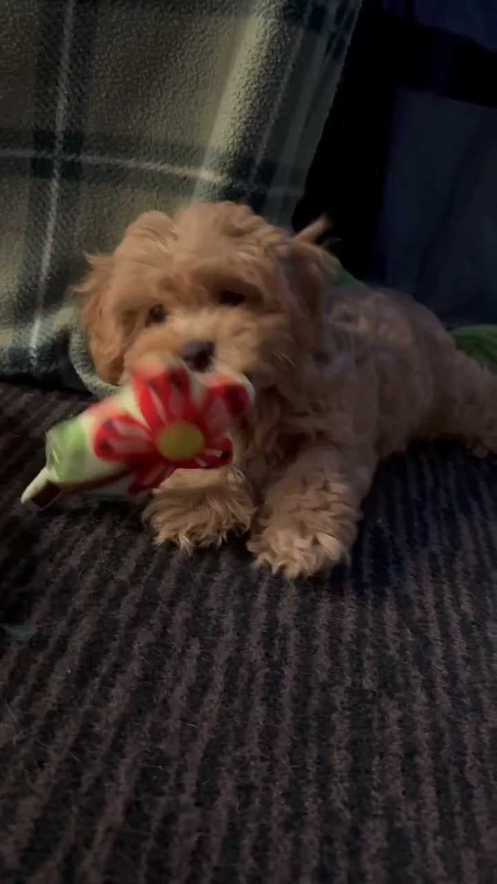 Maltipoo dogs for sale: Beautiful Maltipoo Puppies – Daisy & Ruby - Video 3