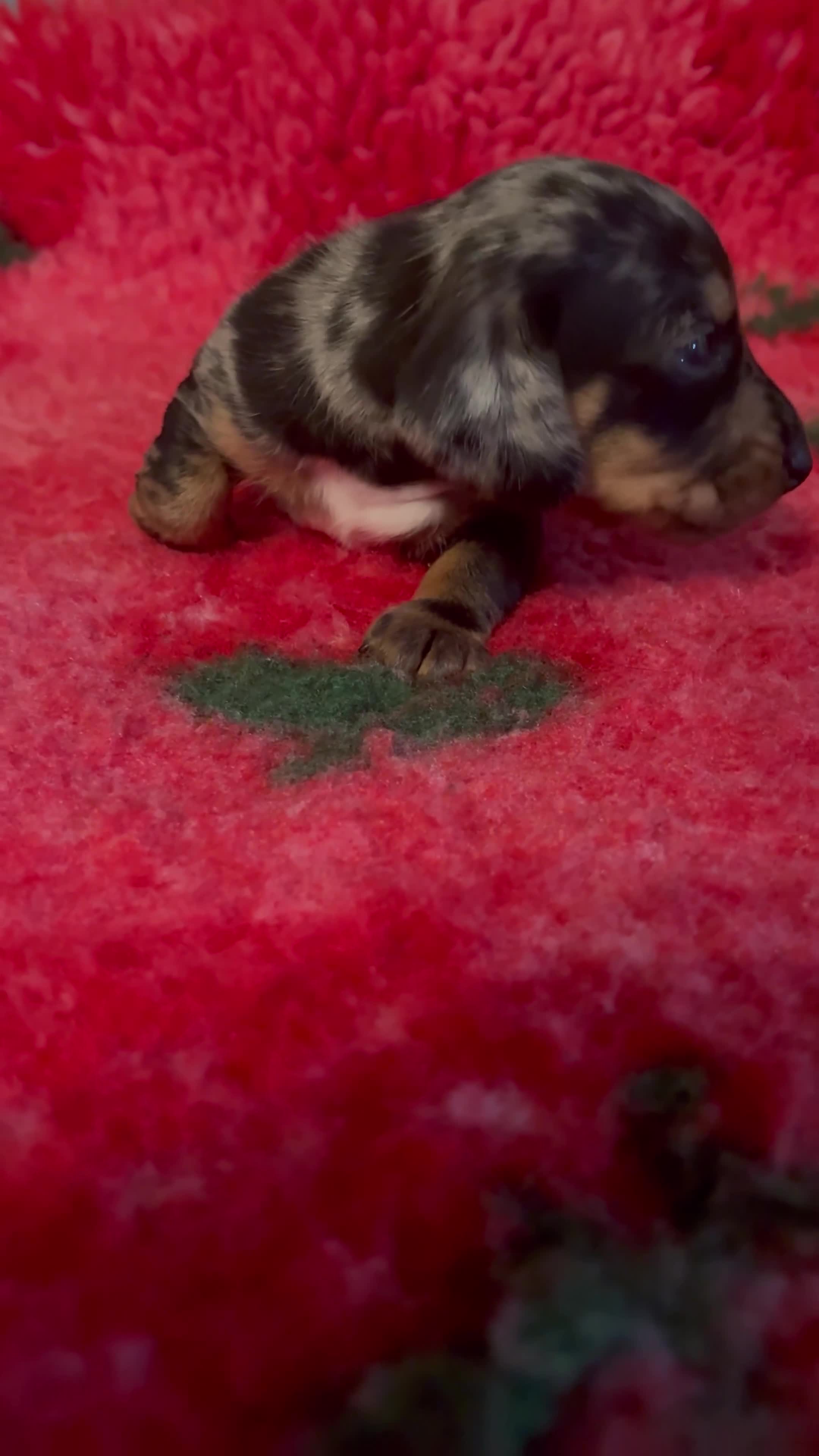 Dachshund dogs for sale: BEAUTIFUL LITTER OF DACHSHUND  - Video 1