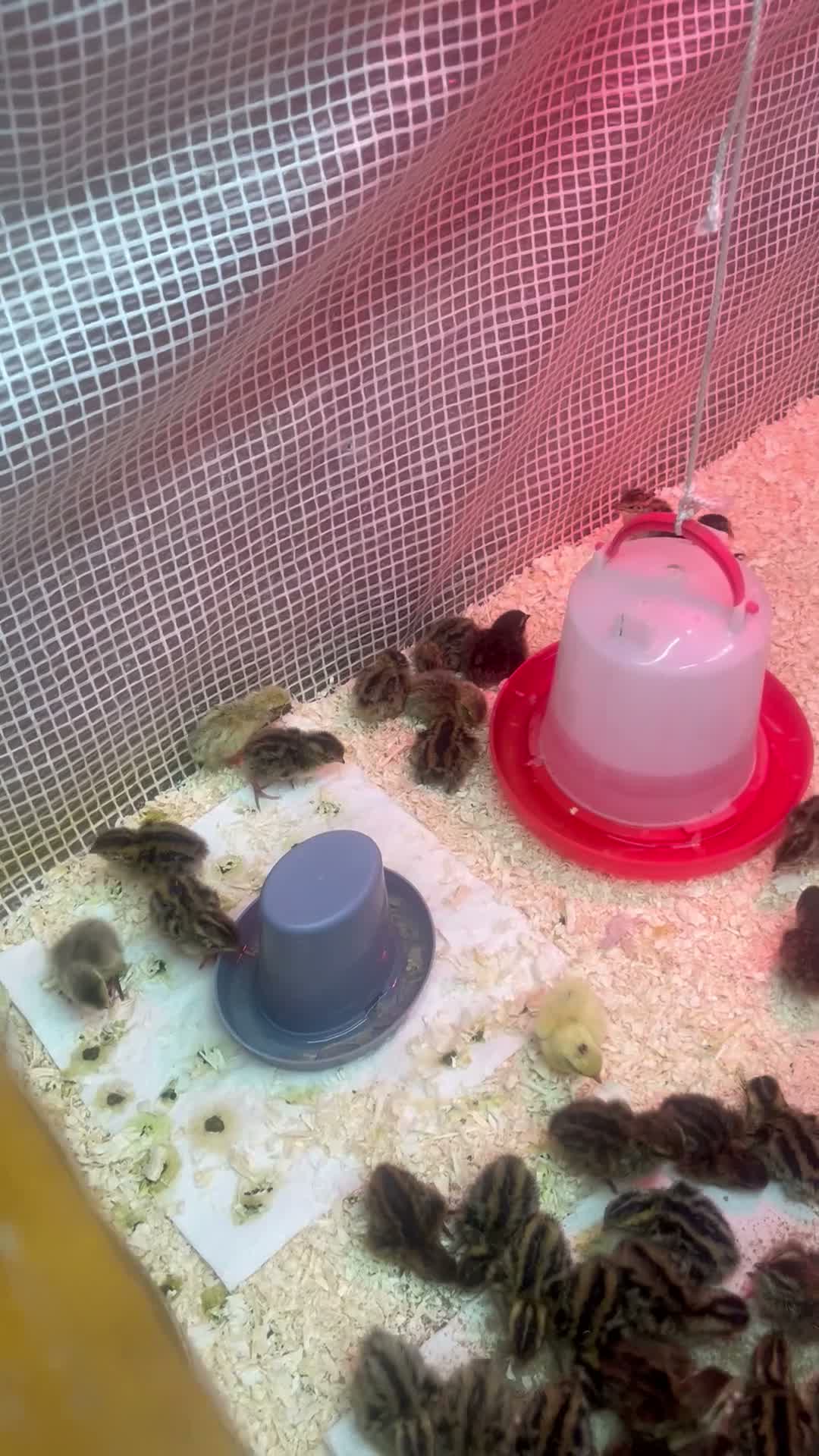 Quail poultry for sale: Mixed Coturnix quail and eggs in Bradford - Video 1