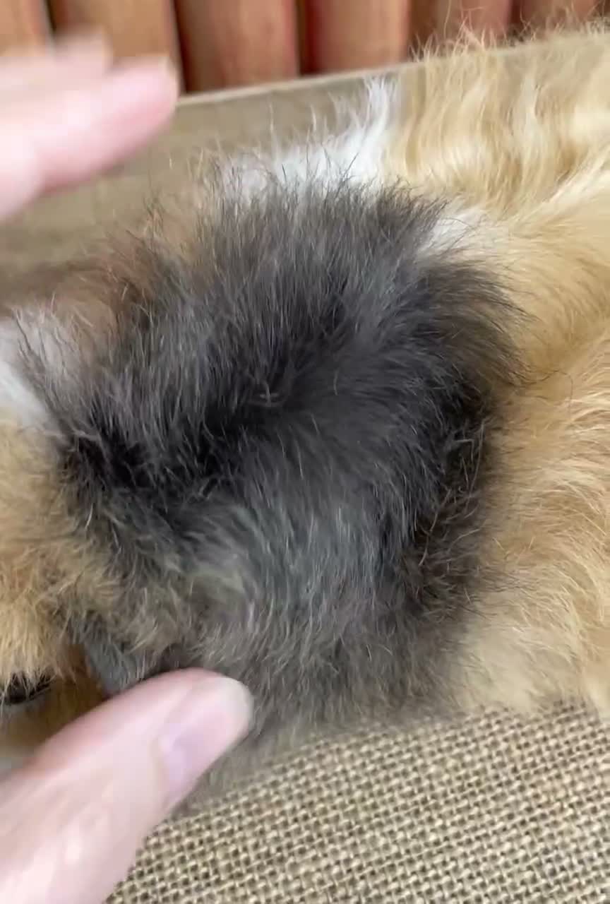 Guinea Pig rodents for sale: Satin baby boar. - Video 1