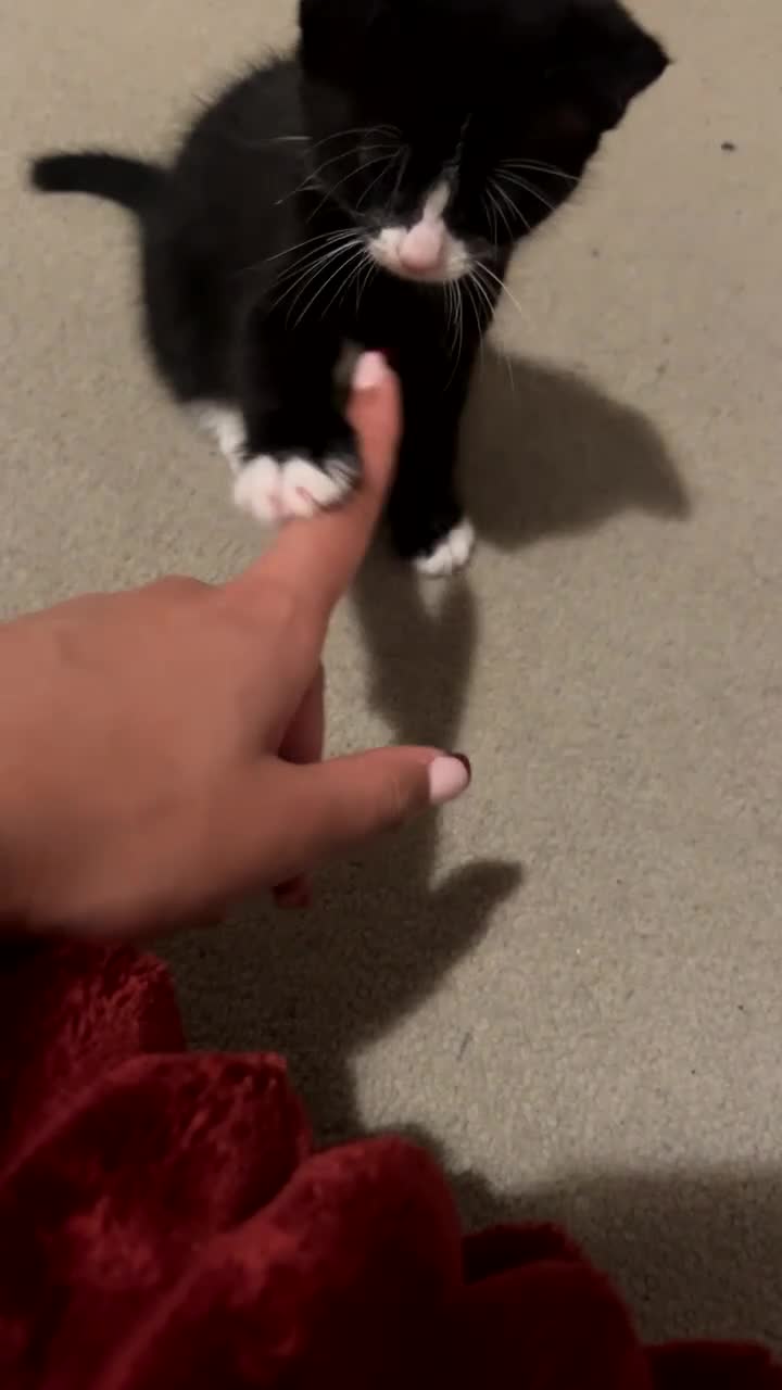 Mixed Breed cats for sale: Playful and loving tuxedo boy - Video 1