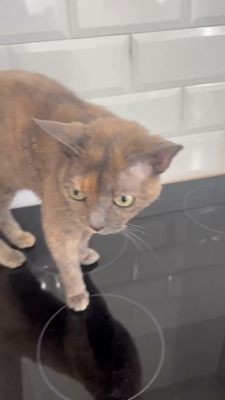 Devon Rex cats for sale: Devon Rex girl 6years old - Video 4