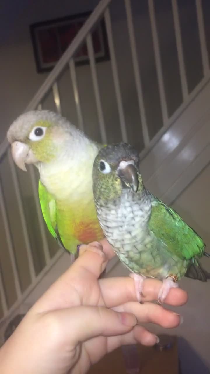Conures birds for sale: Proven pair conurse - Video 1