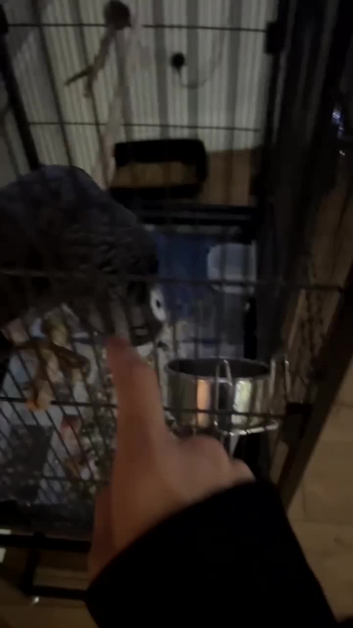 Parrots birds for sale: Selling my beautiful African grey - Video 1