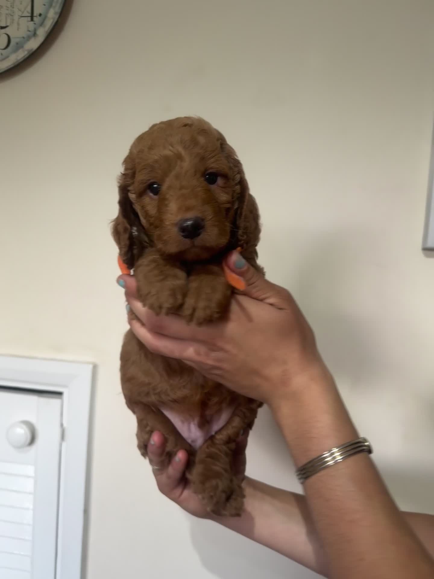 Cockapoo dogs for sale: Beautiful Fully health checked ready 22/09/2025 - Video 2