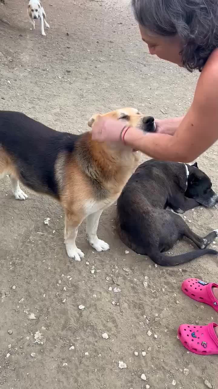 Mixed Breed dogs for adoption: Axel needs the best home  - Video 1