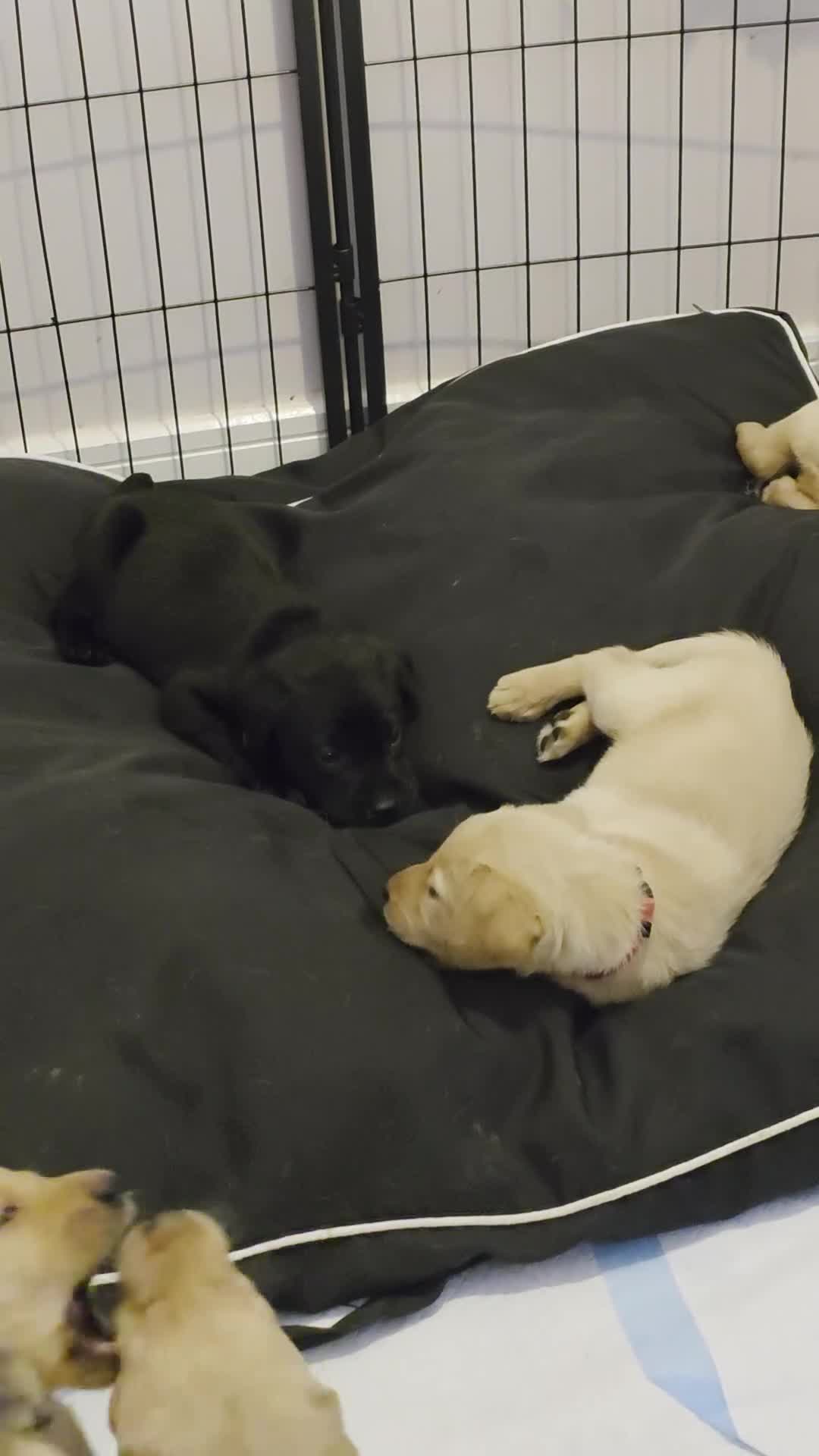 Labrador Retriever dogs for sale: Beautiful labrador puppies  - Video 1