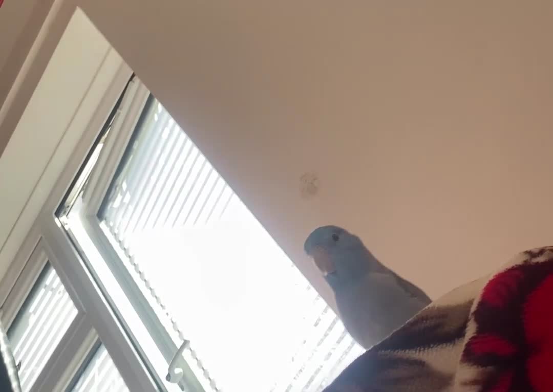 Parrots birds for sale: Blue Male parrotlet for sale - Video 2