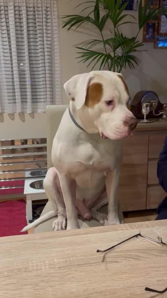 American Bulldog dogs for stud: Frank  in Bolton - Video 3