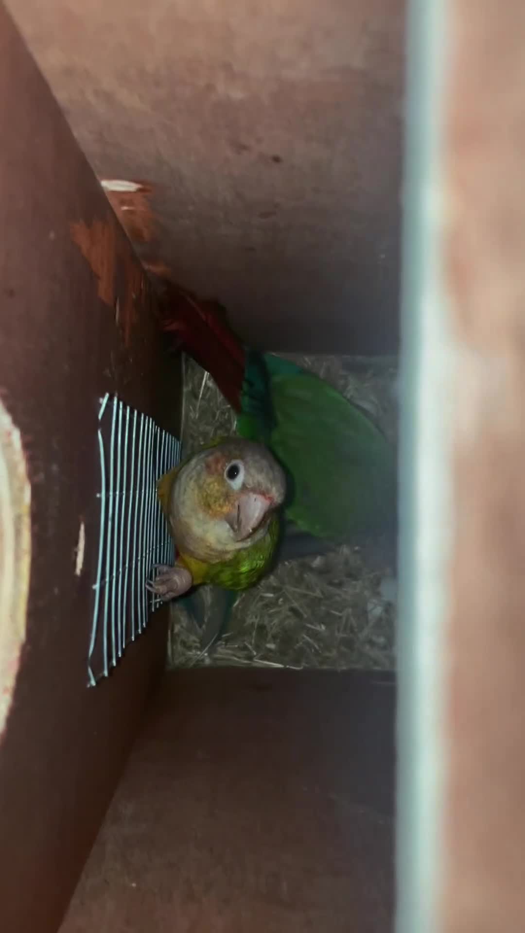 Conures birds for sale: 🦜pineapple-cheek Conures🦜 Cockatiels 🦜 - Video 1