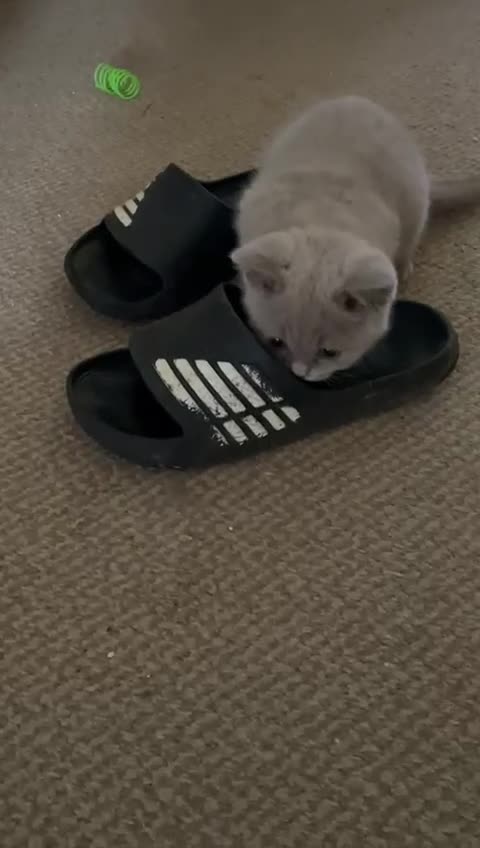 British Shorthair cats for sale: British Lilac Shorthair Kitten Male - Video 4