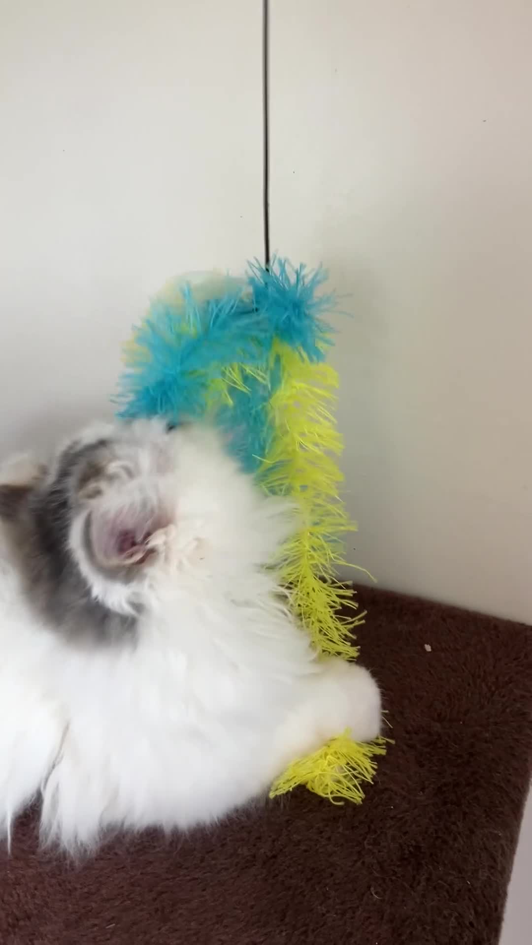 Persian cats for sale: Unexpectedly available Two Pure Persian Kittens  - Video 1