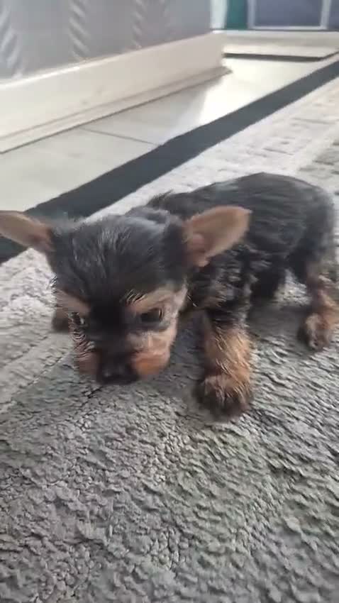 Yorkshire Terrier dogs for sale: 💙 Yorkshire Terrier Puppies 💙 Boys left only 💙 - Video 3