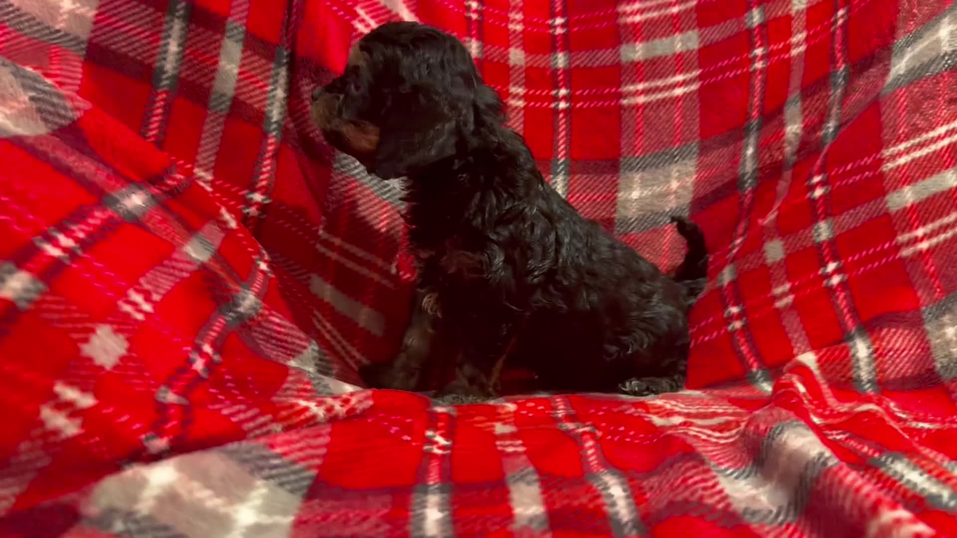 Cavapoo dogs for sale: Ready to leave! Top Class Cavapoo puppies.  - Video 3