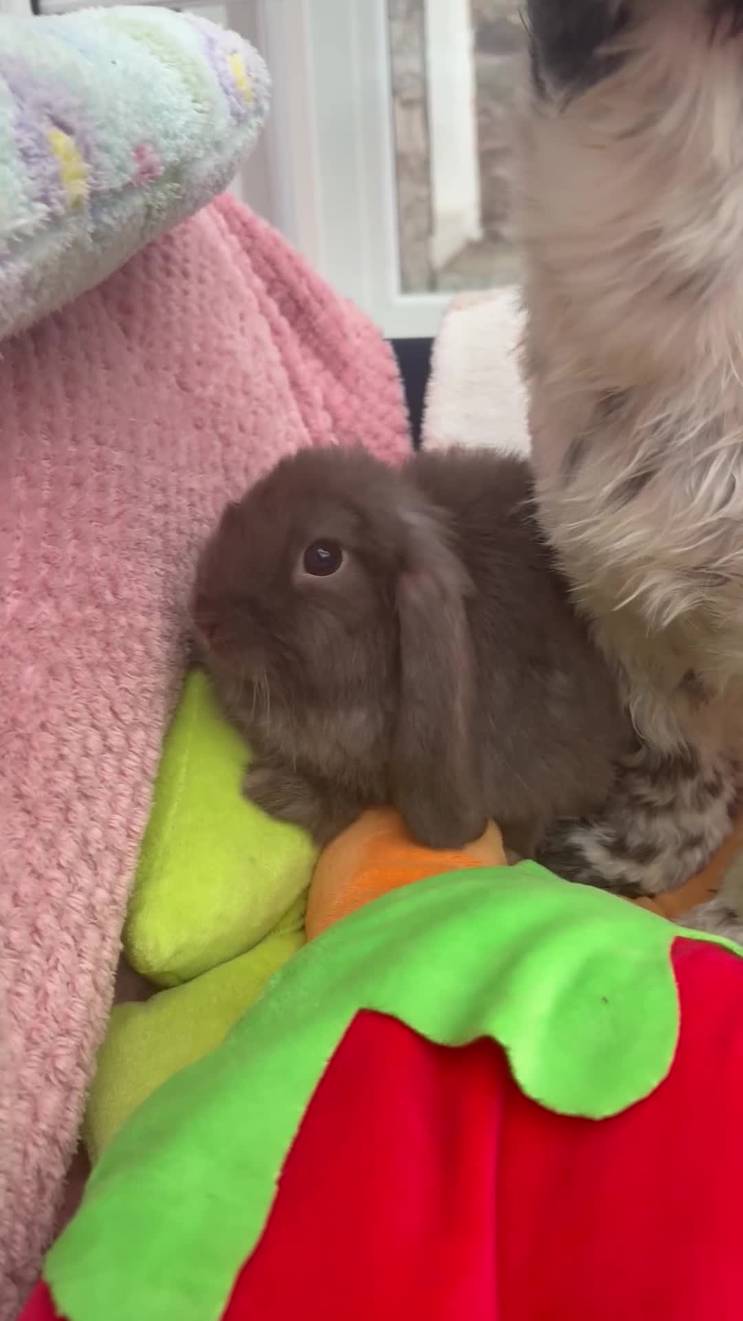 Mini Lop rabbits for sale: Mini lops-raised indoors-vaccinated  - Video 2