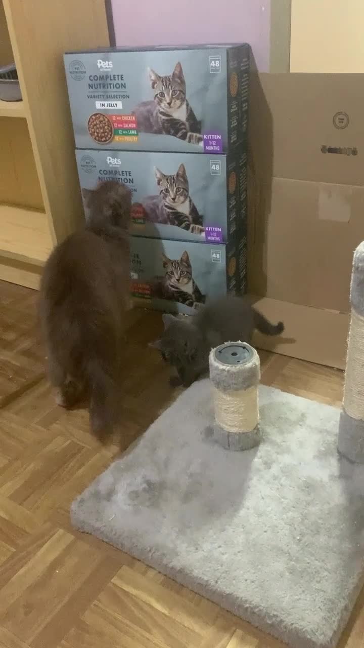 Scottish Fold cats for sale: RARE & UNIQUE Selkirk Rex Scottish Fold kittens! - Video 1