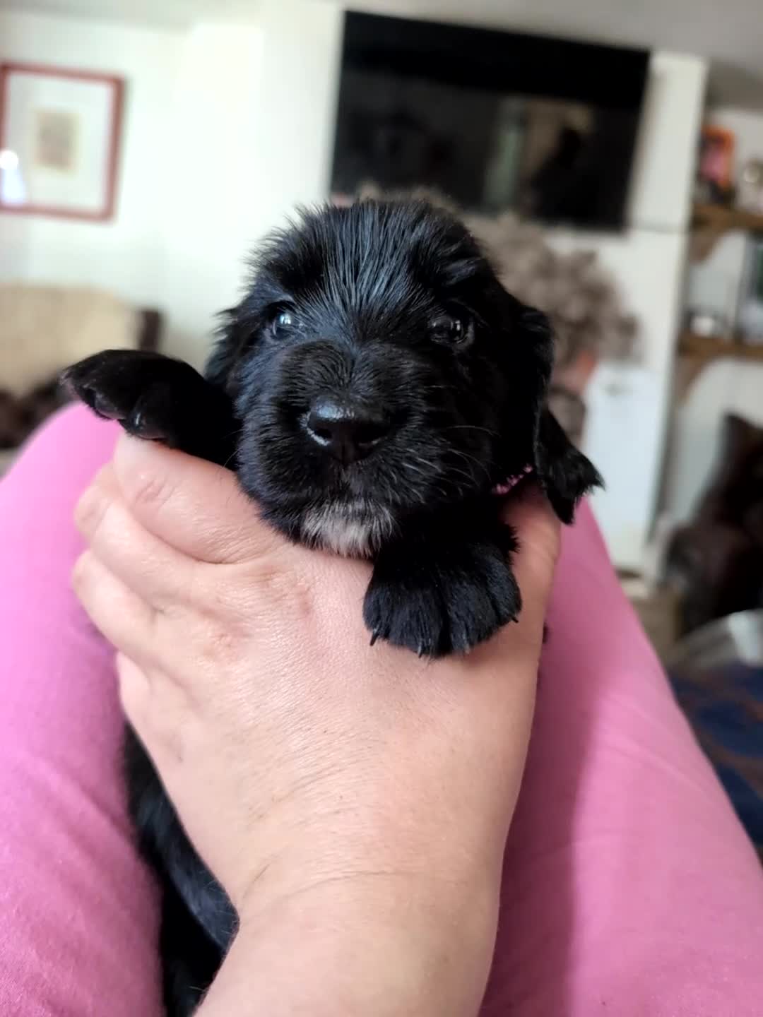 Field Spaniel dogs for sale: *Field Spaniel Puppies* Rare British Breed  - Video 1