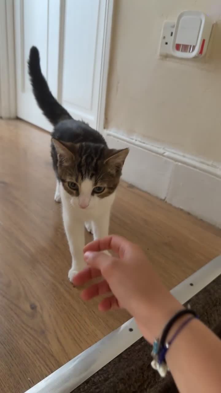 American Shorthair cats for sale: urgent selling of white kitten - Video 1