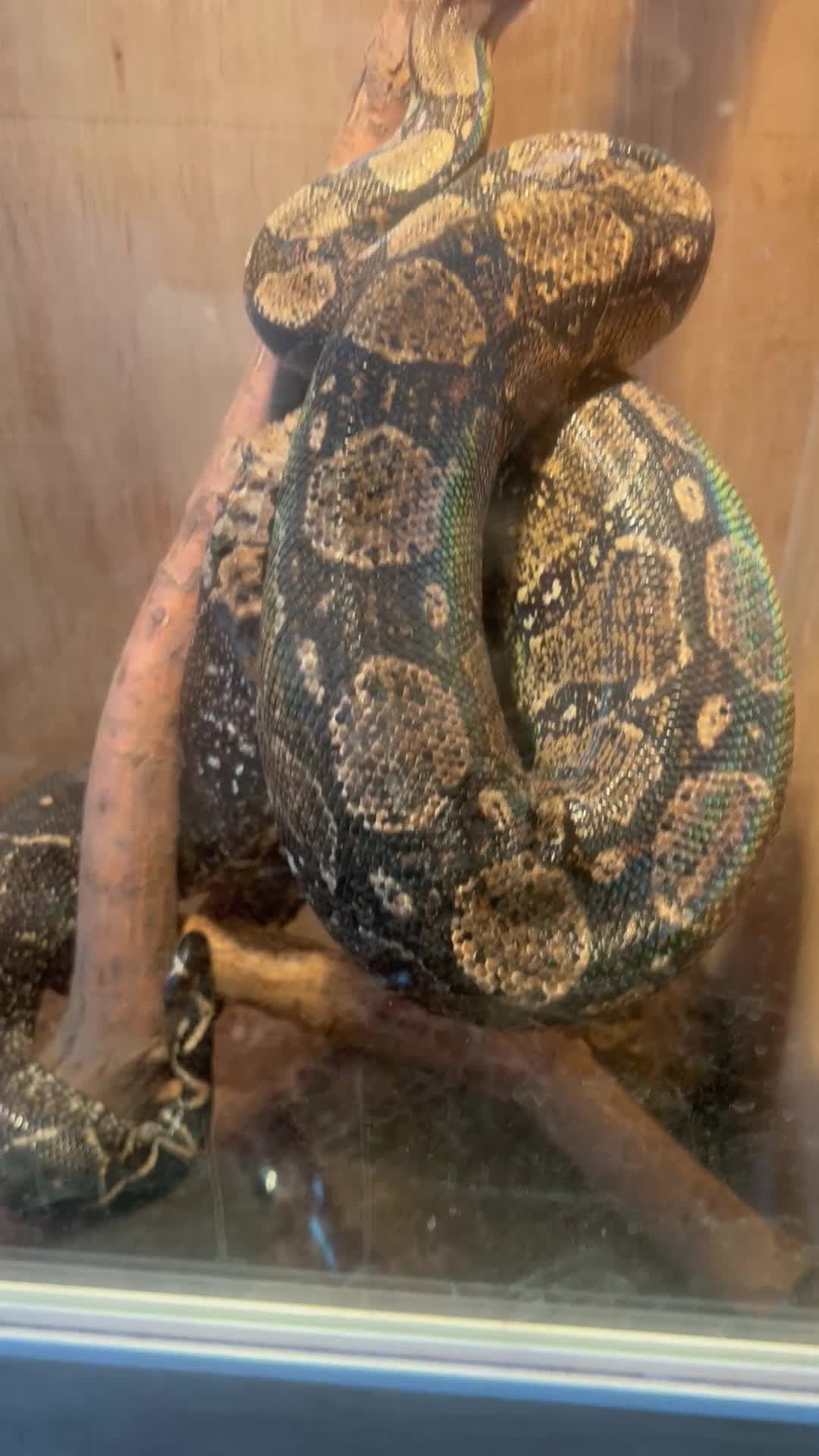 Boa Snake reptiles for sale: Boa constrictor  - Video 1