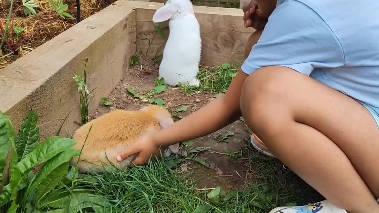 Mini Lop rabbits for sale: Minilop bunnies  - Video 1