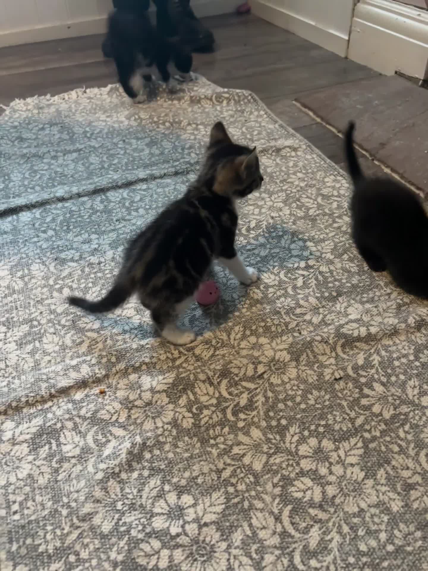 Mixed Breed cats for sale: 5 kittens for sale 2 male 3 female  - Video 1