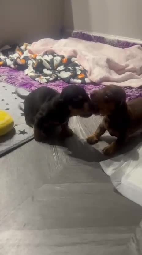 Miniature Dachshund dogs for sale: Black/tan female miniature dachshund  - Video 1