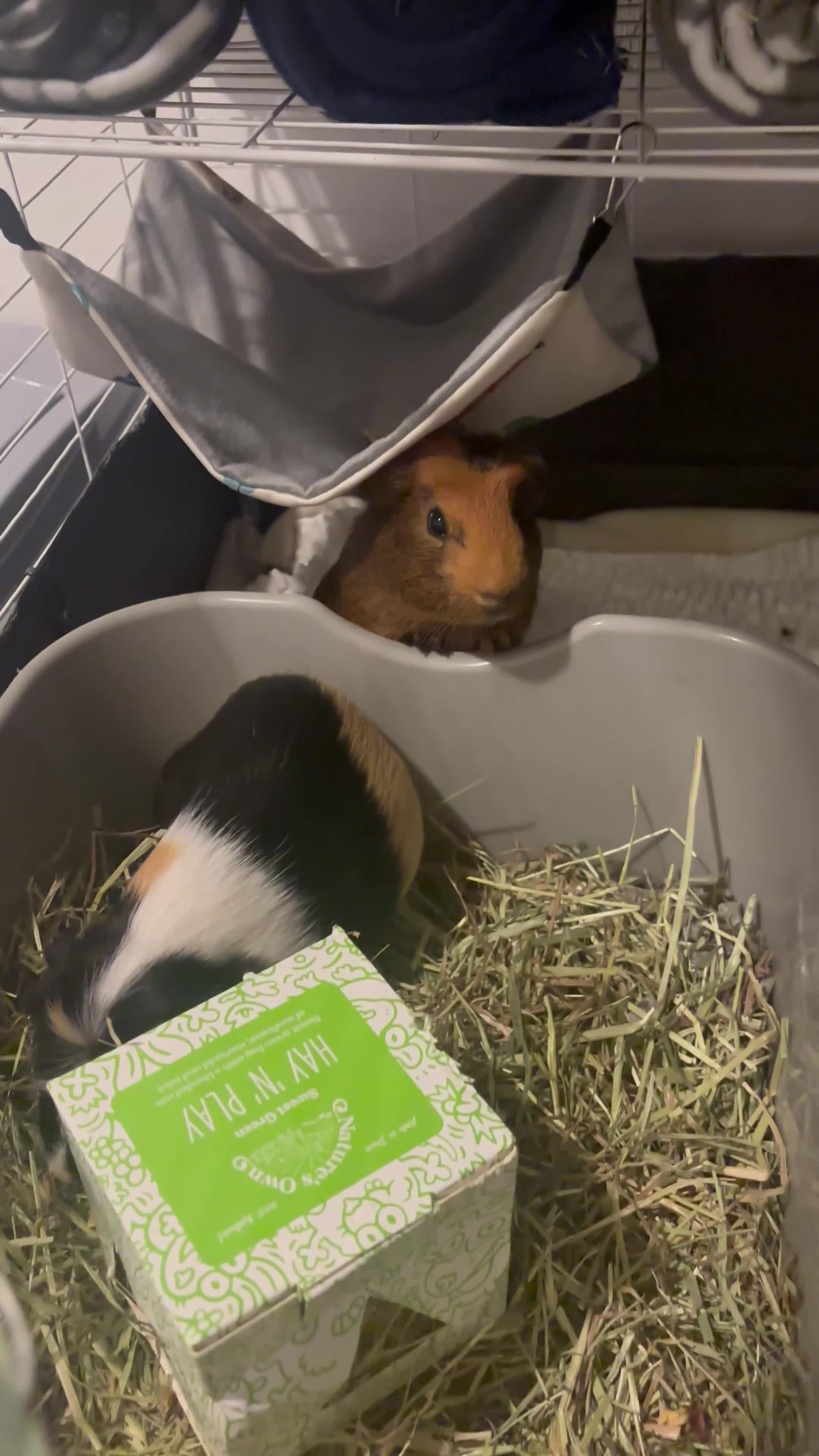 Guinea Pig rodents for sale: 2 Male Guinea pigs for adoption bonded - Video 1