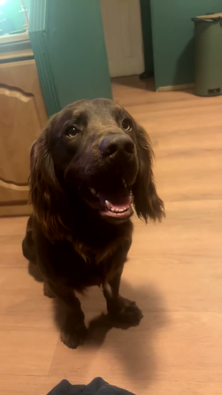 Cocker Spaniel dogs for stud: Male cocker Spaniel stud (Bandit) in Wakefield - Video 1