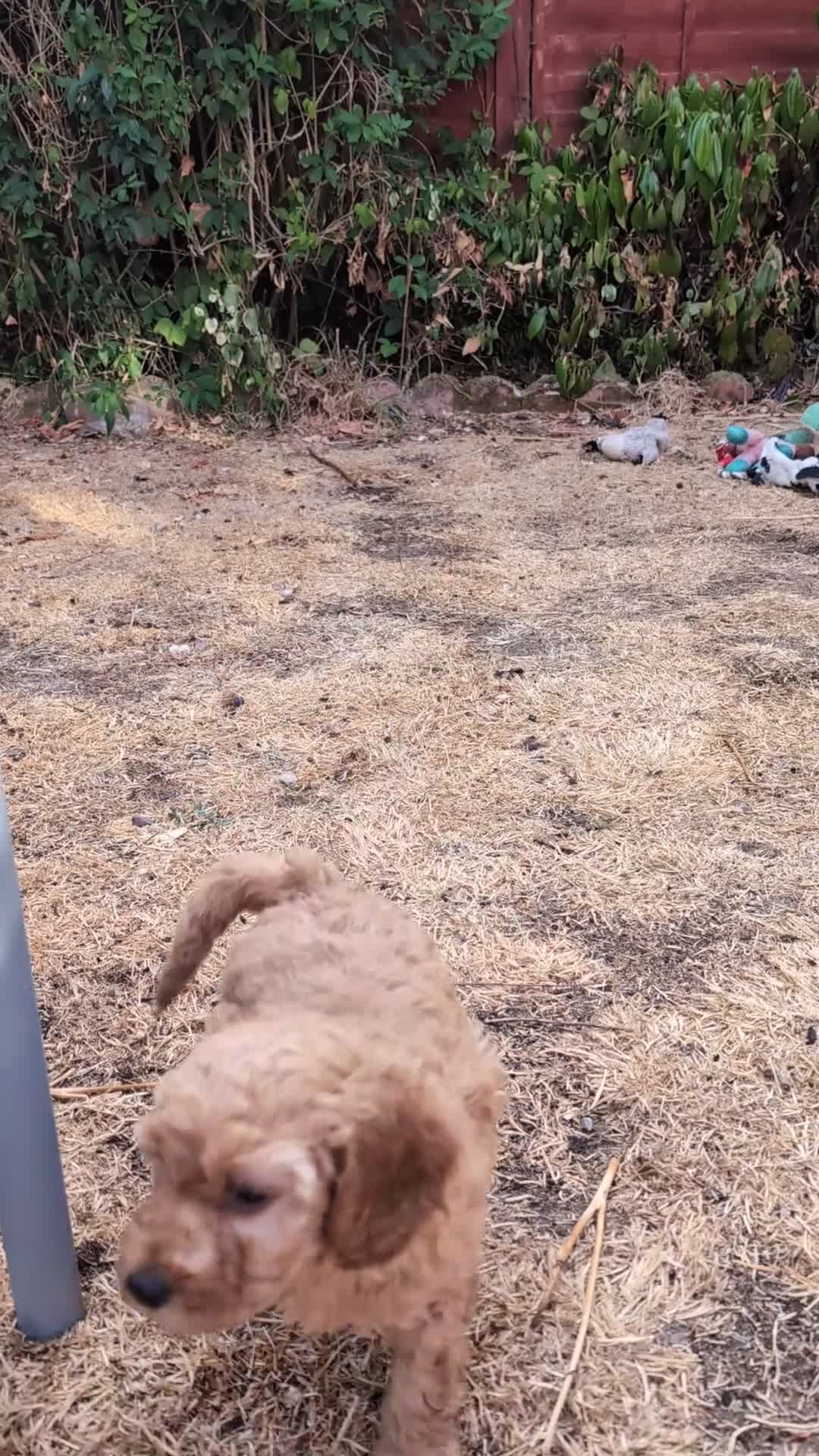 Cockapoo dogs for sale: Toy cockapoo. A little boy left. Ready 6th Aug - Video 2