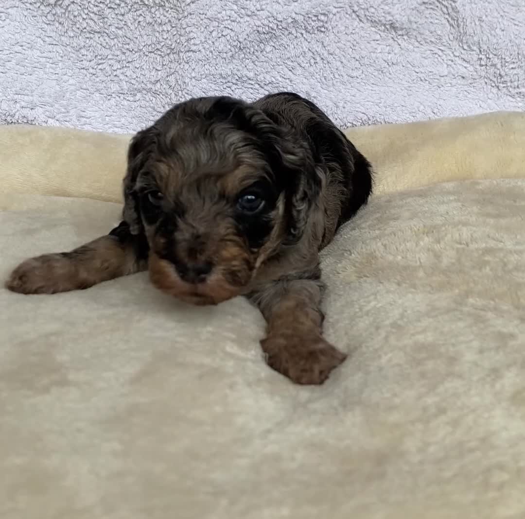 Mixed Breed dogs for sale: Cockapoo mix  in Dartmouth - Video 4