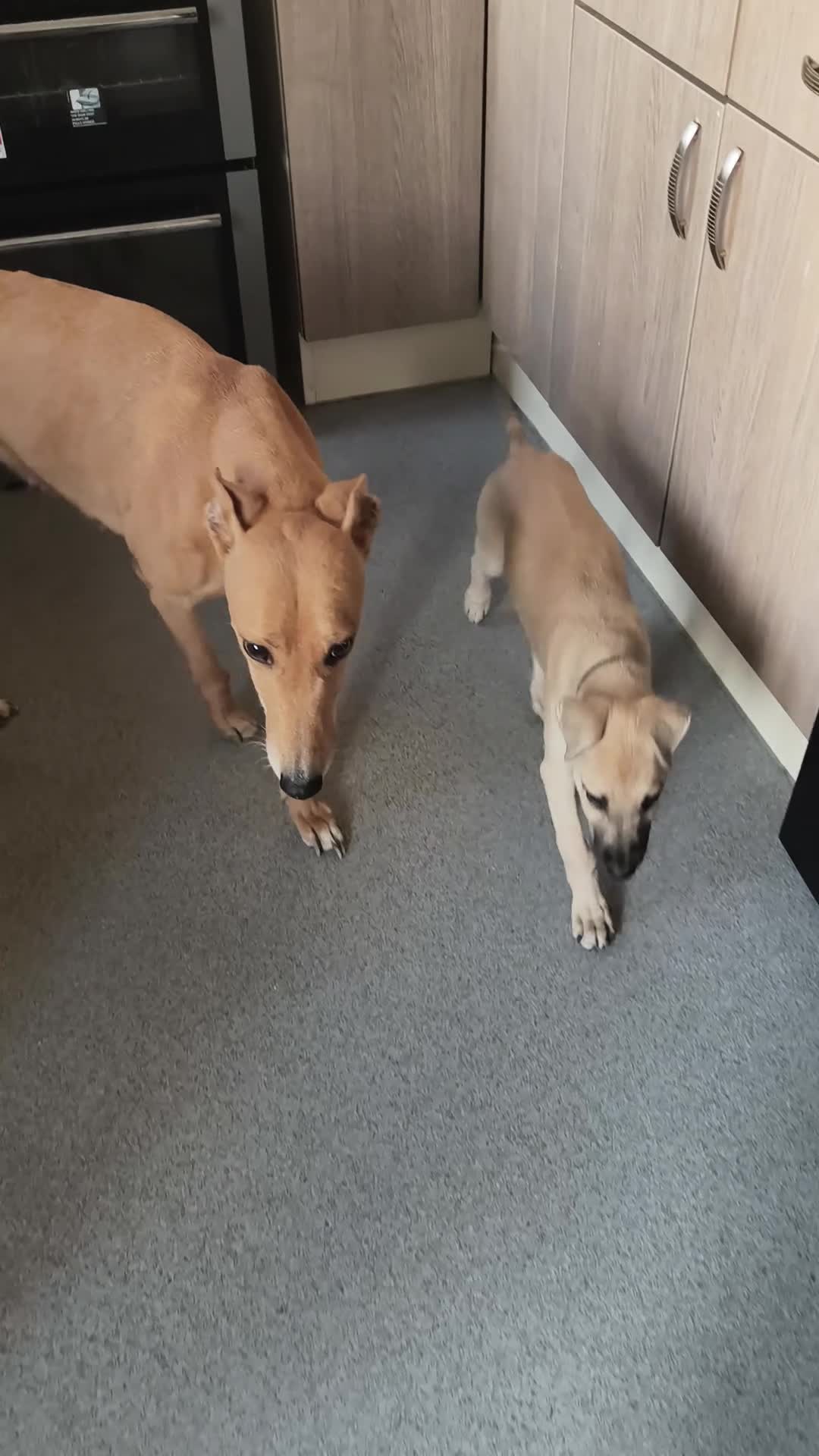 Lurcher dogs for sale: Male pup - Video 1