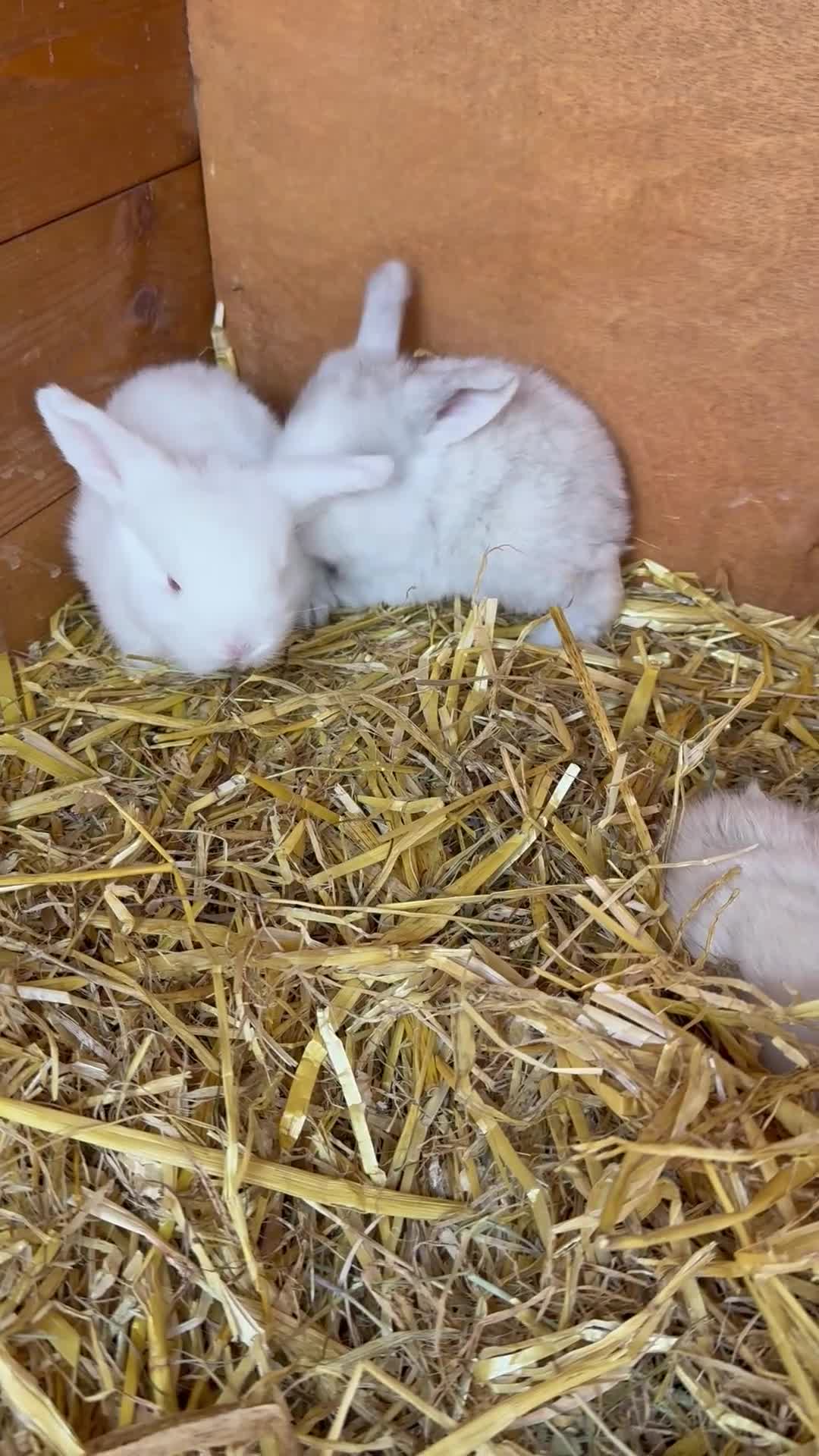 French Lop rabbits for sale: French lop - Video 1