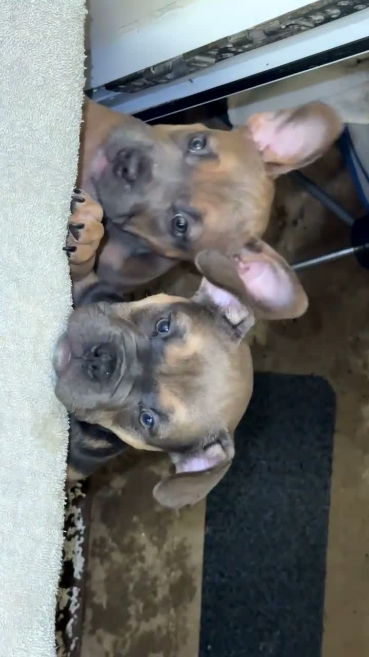 Mixed Breed dogs for sale: Pocket frenchie pups - Video 2