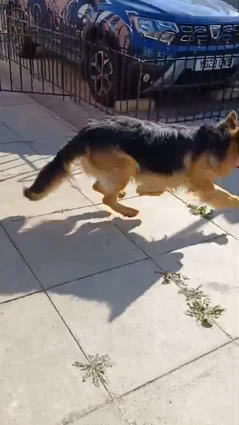 German Shepherd dogs for sale: Long-haired, chubby German Sheperd puppies! - Video 3