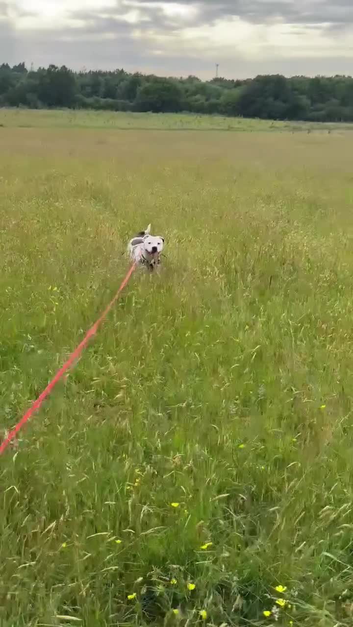 Mixed Breed dogs for sale: Male staffy  - Video 1