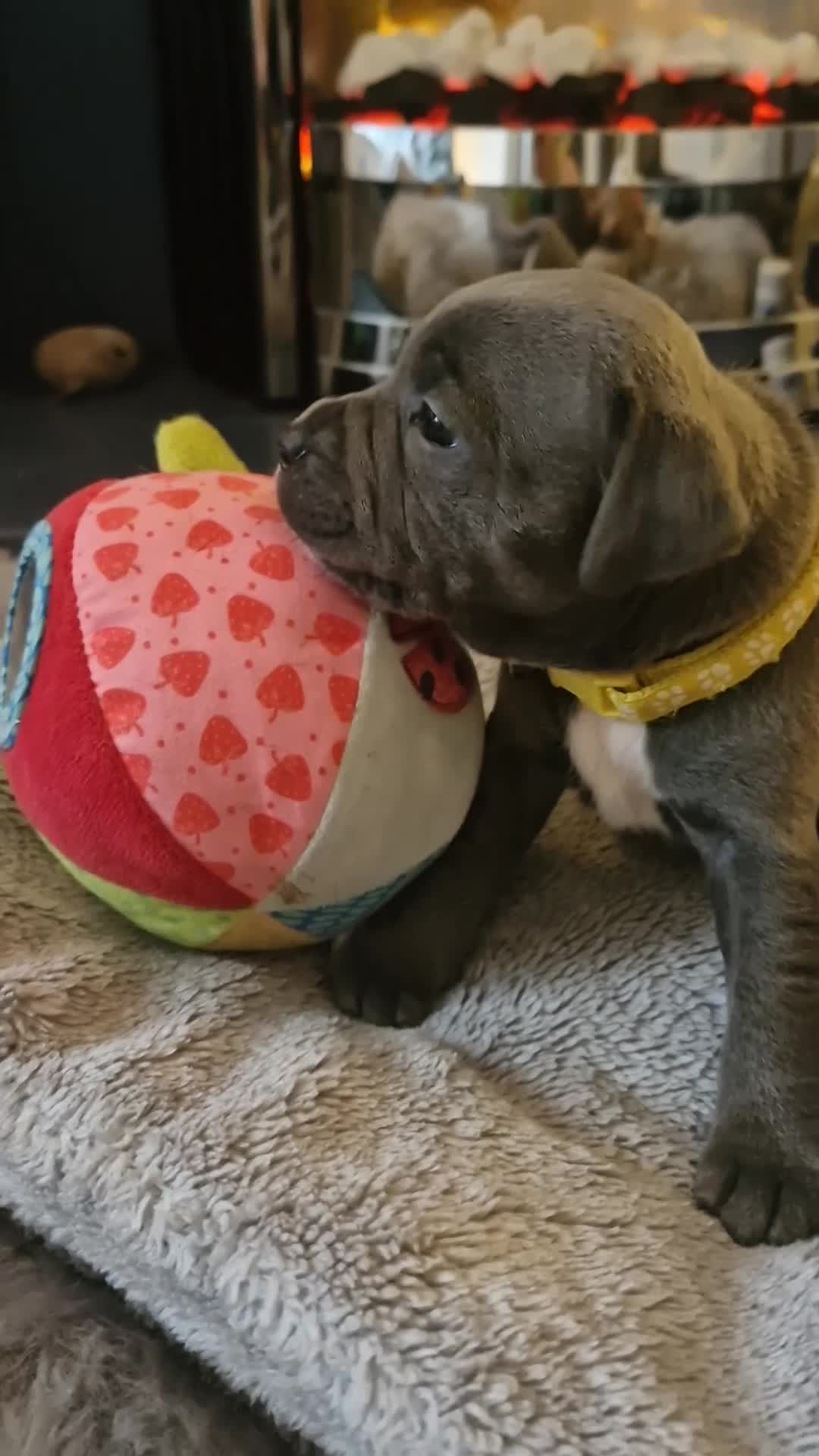 Staffordshire Bull Terrier dogs for sale: Blue Kc staffies for sale  - Video 1