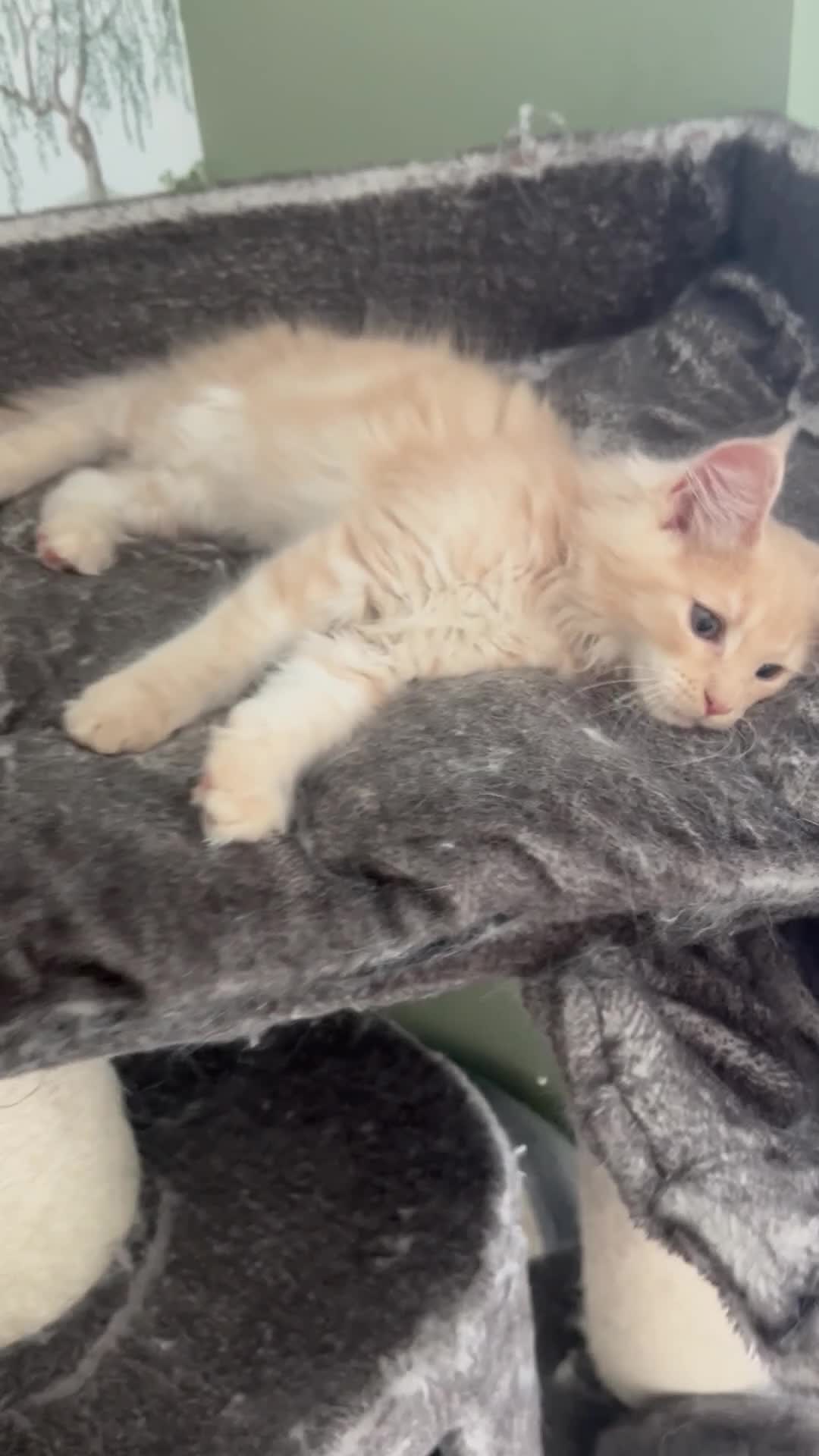 Maine Coon cats for sale: READY TO LEAVE PRICE REDUCTION  😻😻 - Video 2