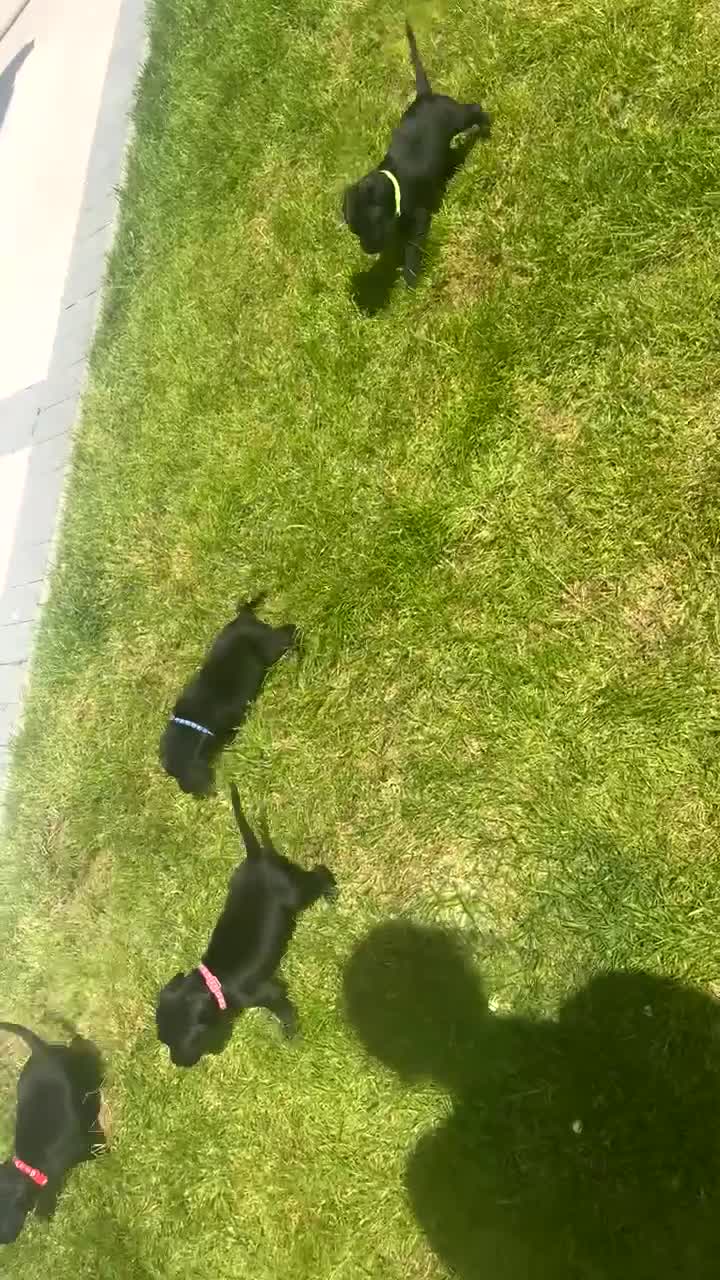 Springador dogs for sale: 🐾 Springador Puppies for Sale 🐾 - Video 3