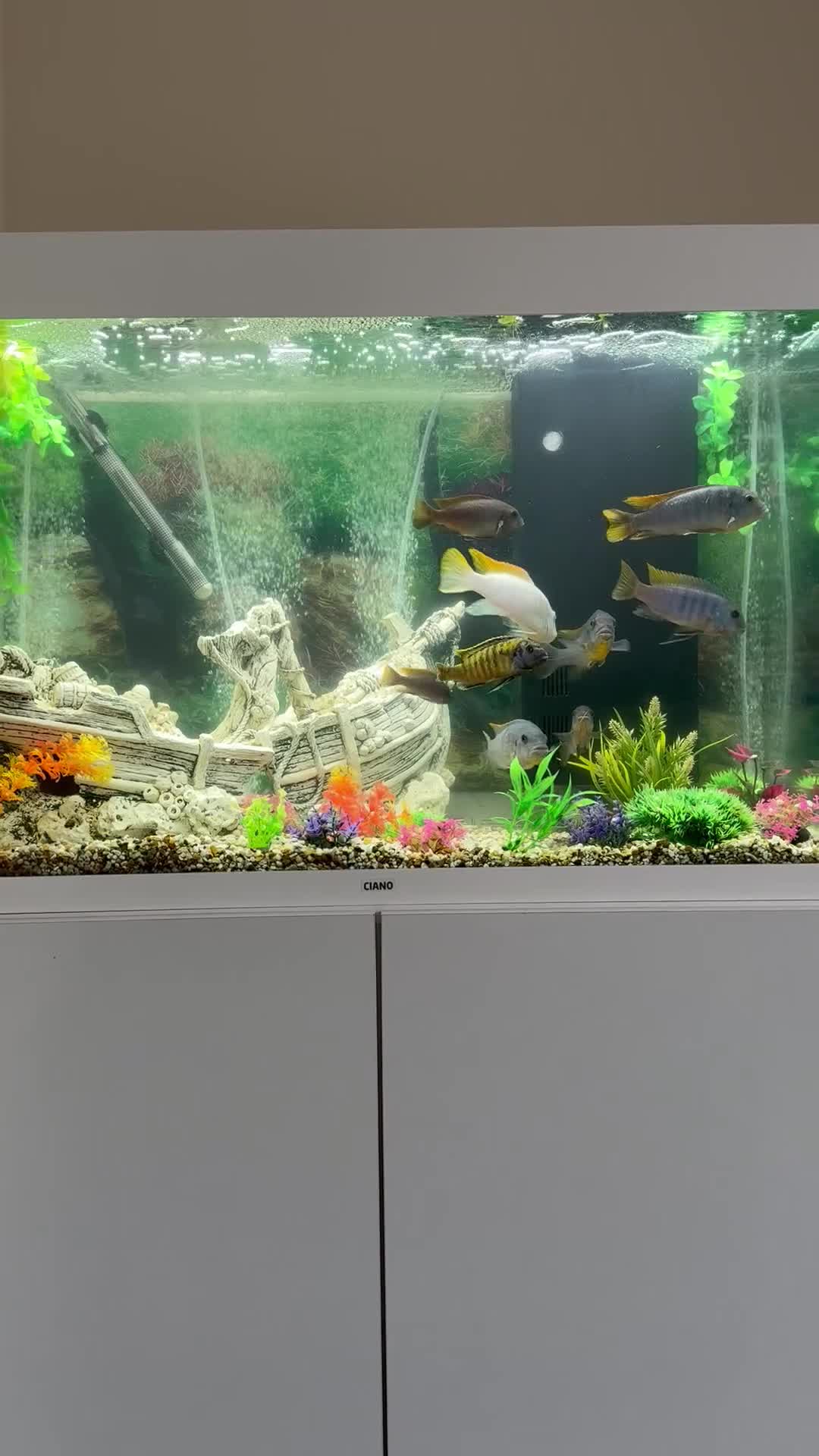 Cichlids fish for sale: Afrikan Cichlids  in Feltham - Video 1