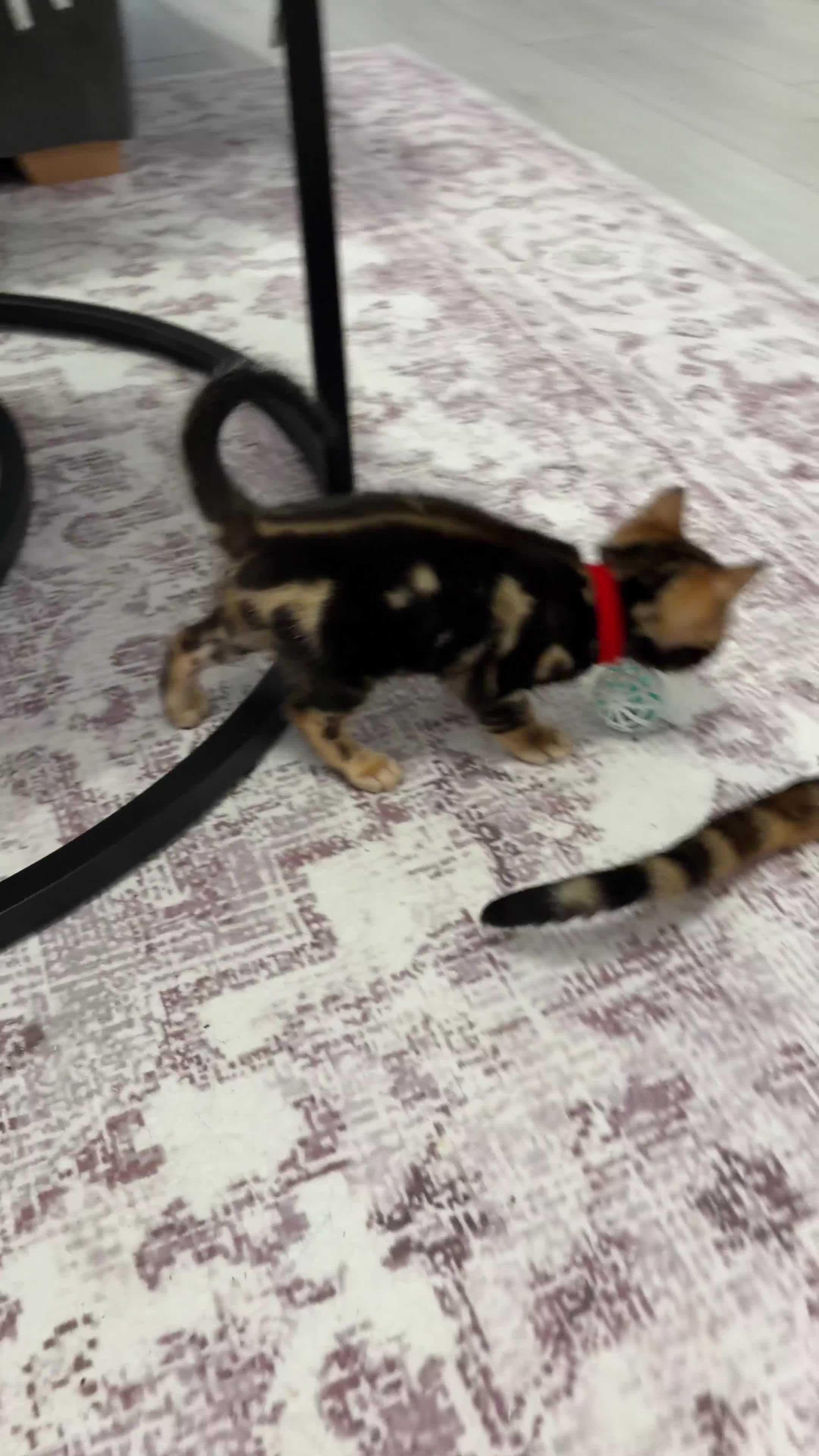 Bengal cats for sale: Only 2 Beautiful Bengal kittens Available🐾  - Video 3
