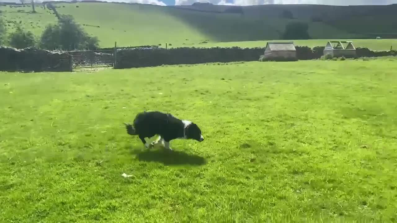 Border Collie dogs for sale: Roy – 18-Month-Old Working Border Collie in Sedbergh - Video 1