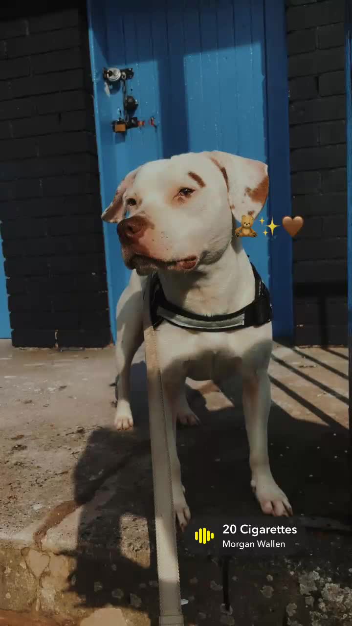 Mixed Breed dogs for sale: staffy x lab - Video 2